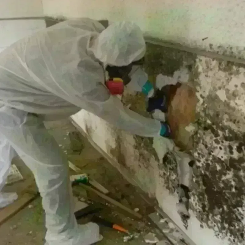 Mold Remediation and Removal in Double Oak, TX